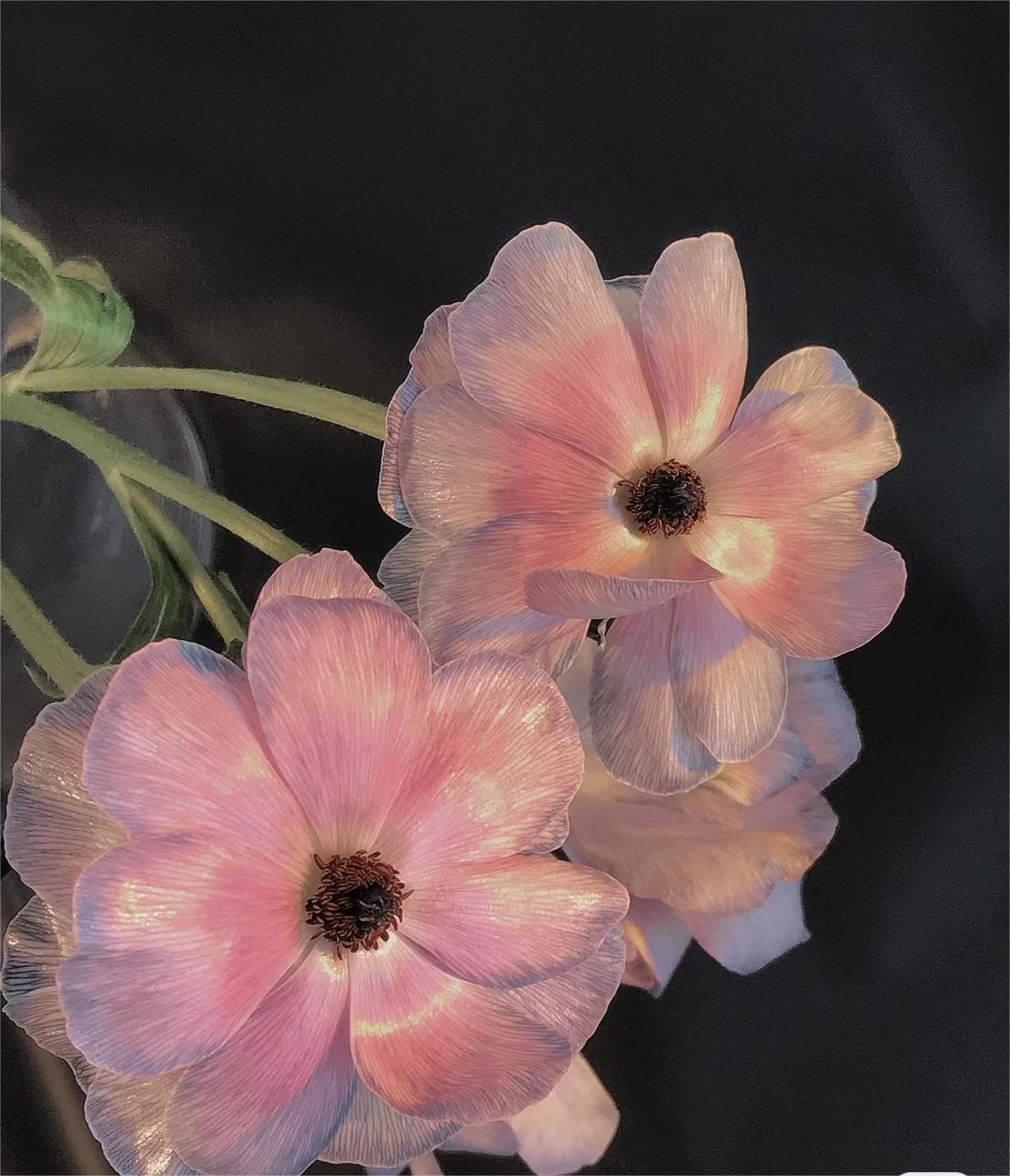 🦋Powdery Purple Butterfly Ranunculus-chloriseeds