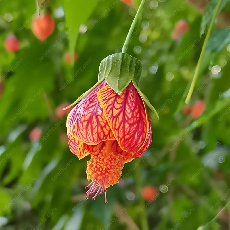 🌈New product launch🦄Abutilon pictum seeds✨Flowers bloom upside down