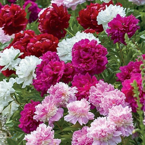 Moutan Peony Flower Seeds