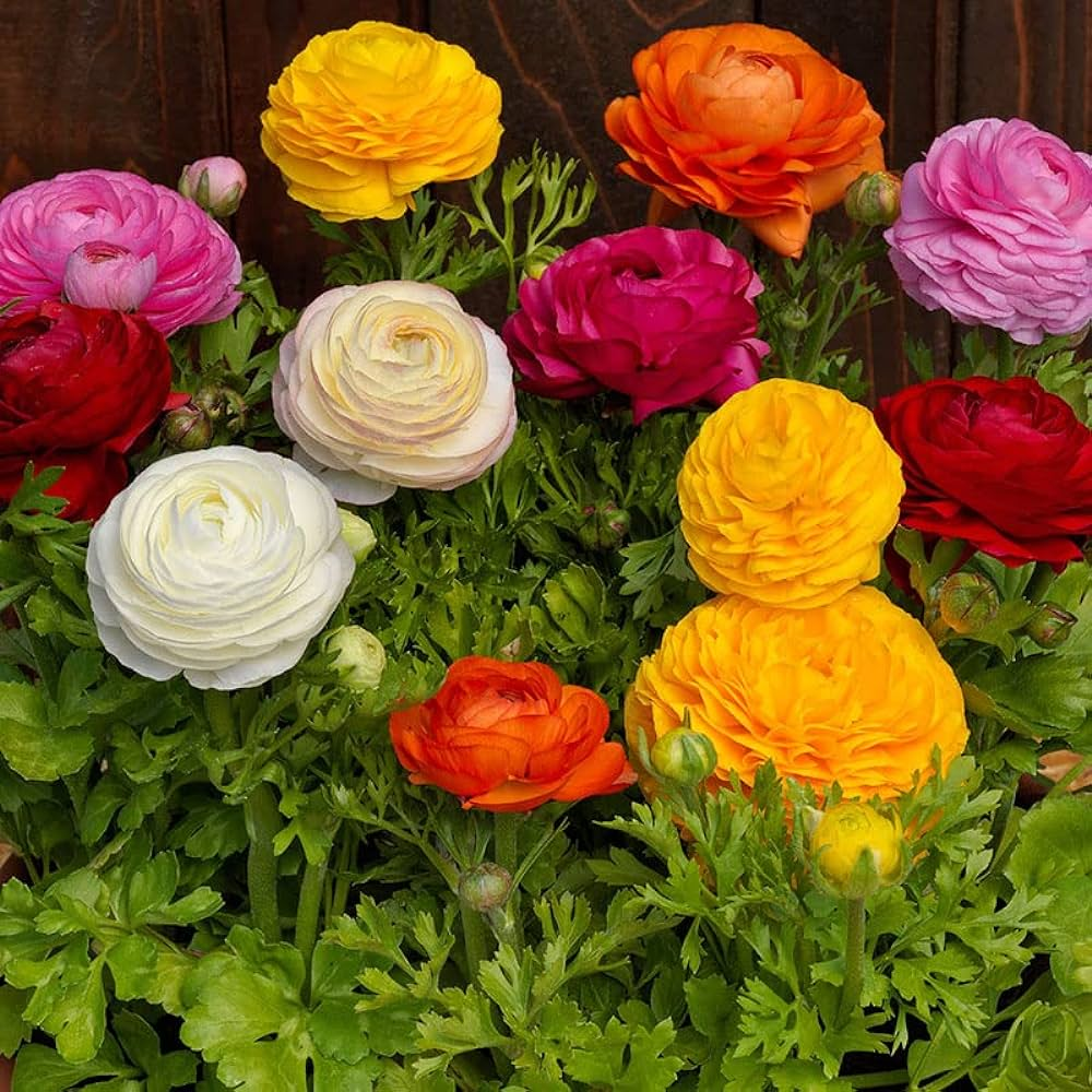 Ranunculus flowers