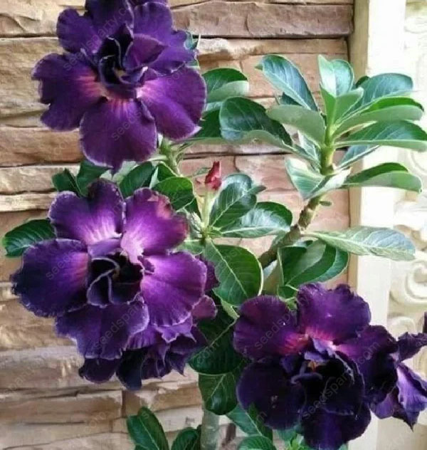 💐Desert Rose Seeds💖Various Colors🌱Long Flowering Period 