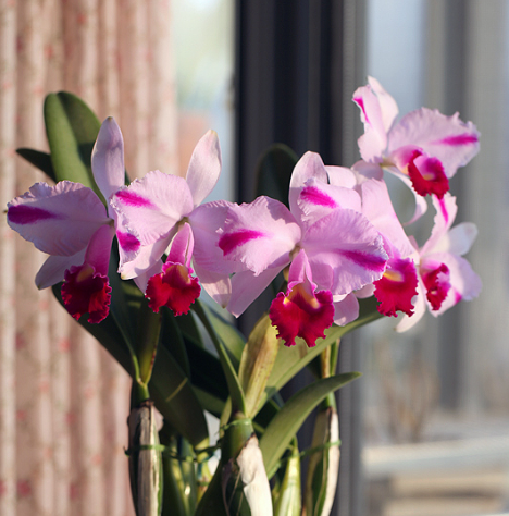 Orchids Cattleya Flower Seeds Rare 9 Kinds Home Plant Perennial Bonsai-chloriseeds