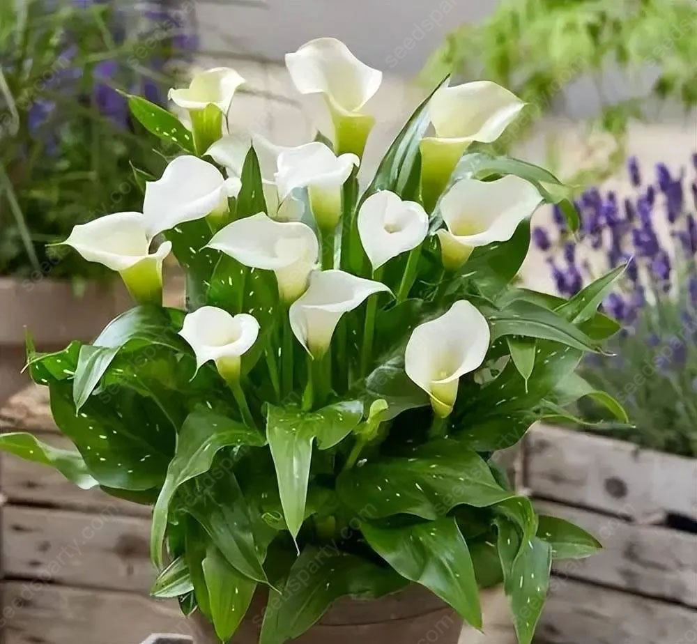 🚀Extremely discounts🌱Calla Bulb🧲Horseshoe-shaped flowers