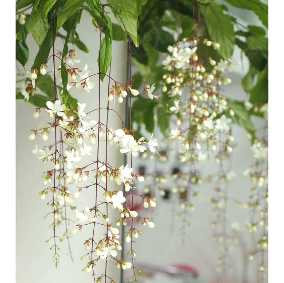 47%OFF🌱Trailing Jasmine Flowers Seeds