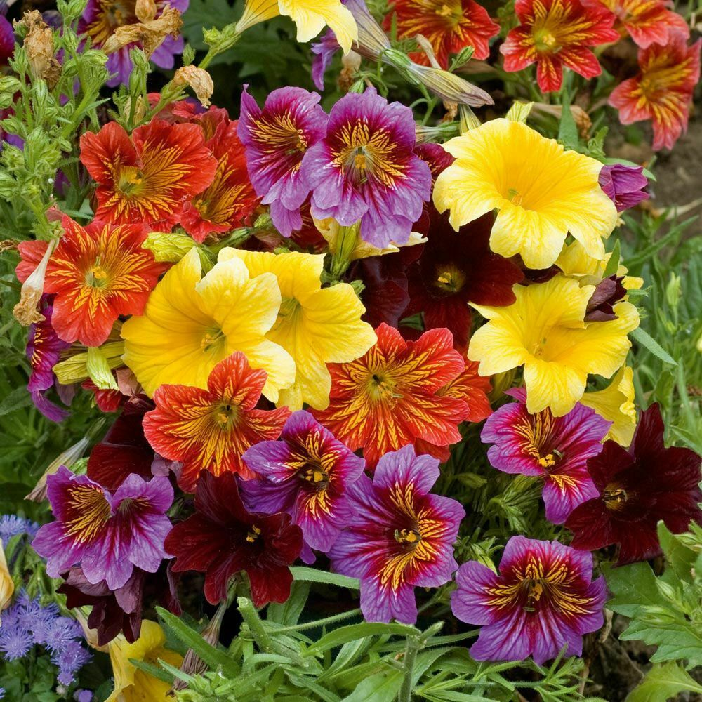 Salpiglossis sinuata