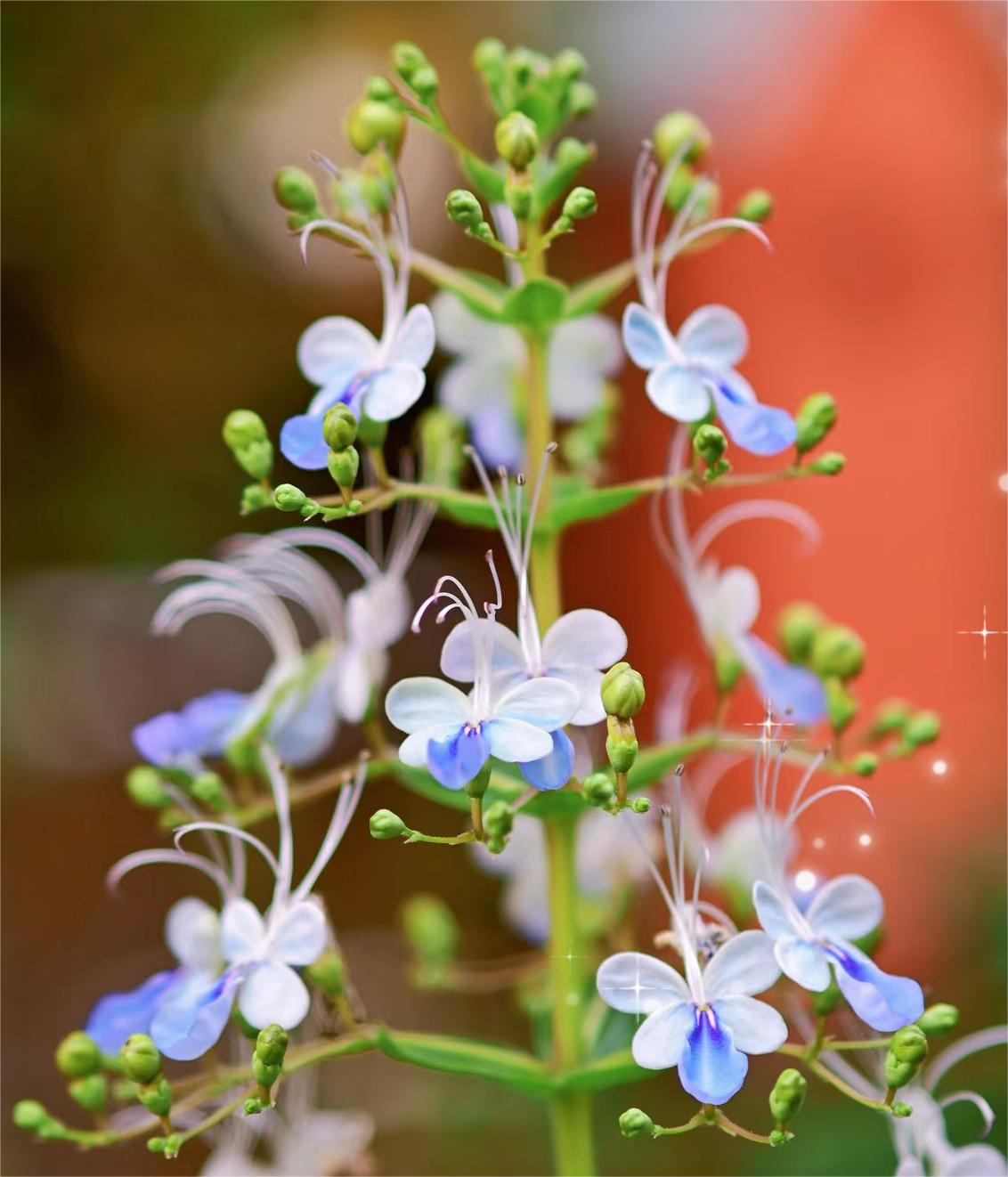 Blue Butterfly Flower 💙🦋Easy-chloriseeds