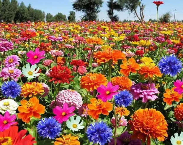 🔥53% OFF Mixed Perennial Flower Seeds – Over 60 Mixed Varieties
