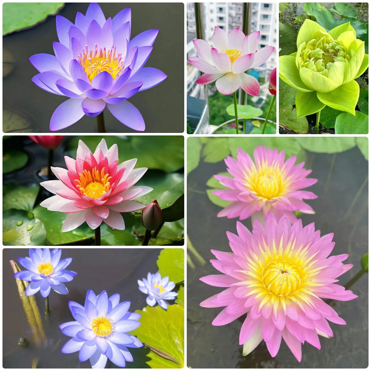 Last Day Sale💐The Sacred Bonsai Bowl Lotus Flower🌸【7 Days Germination】