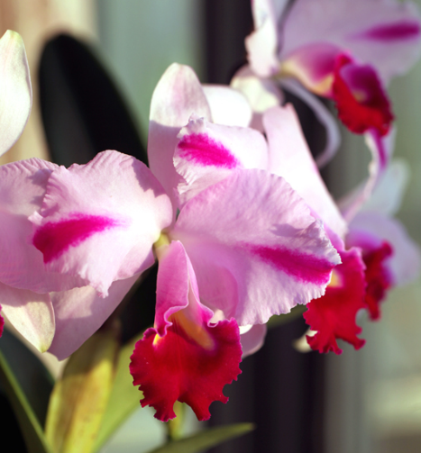 Orchids Cattleya Flower Seeds Rare 9 Kinds Home Plant Perennial Bonsai-chloriseeds