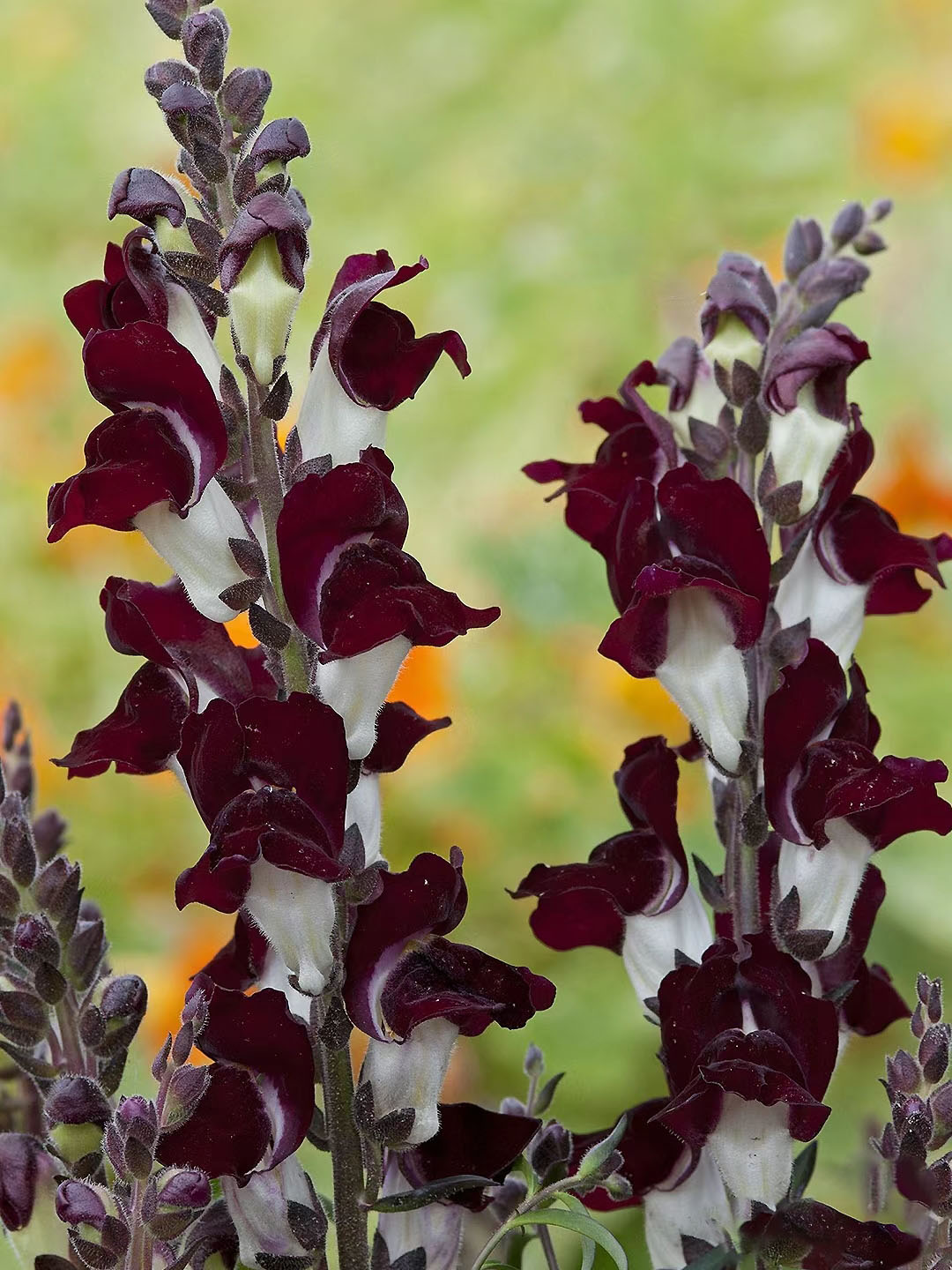 Snapdragon-Angel & Devil