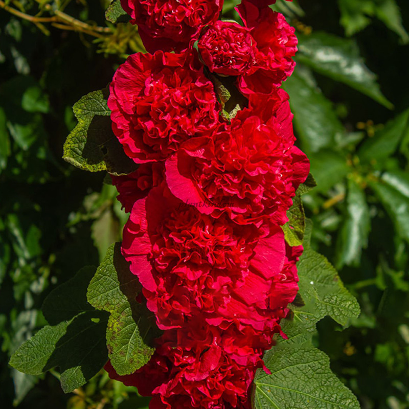 🦄Double mallow flower seeds🌿A lush and leafy multi-flowered plant