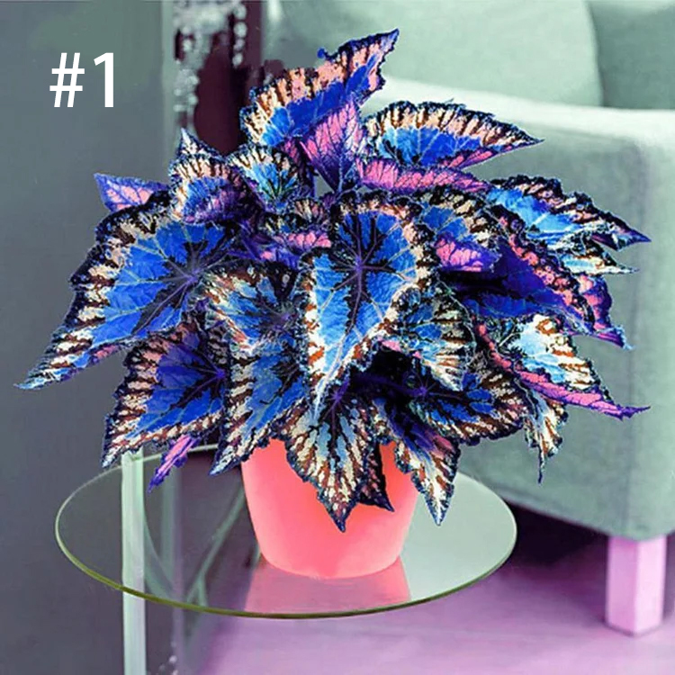 Coleus Bonsai Flower Leaf Plants Rainbow Dragon Seeds Garden