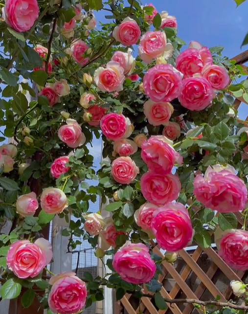 Rosa Eden-Pierre de Ronsard Seeds