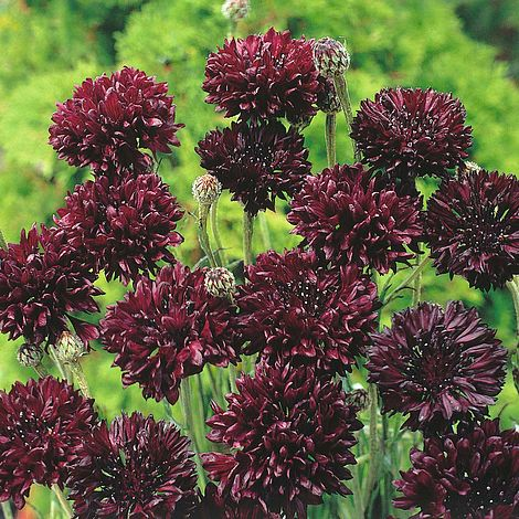 Cornflower Centaurea Black Ball Flower-chloriseeds