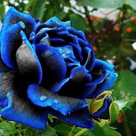 Rare Black Blue Rose- Seeds-chloriseeds