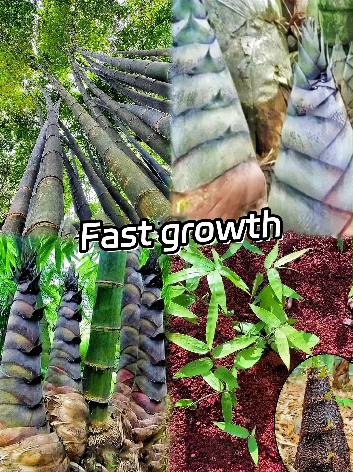 🎋[Rare Species] Giant Bamboo Seeds