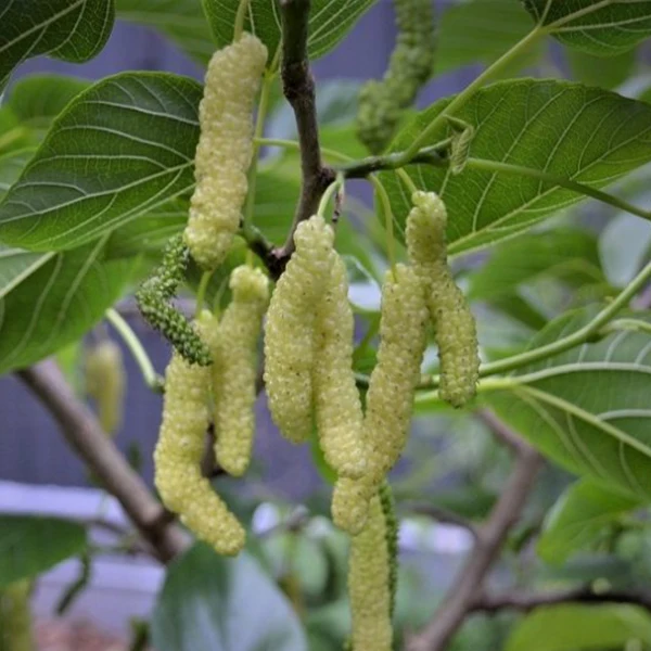 🍇 Long Mulberry Seeds – Sweet, Juicy, and Abundant Harvests!