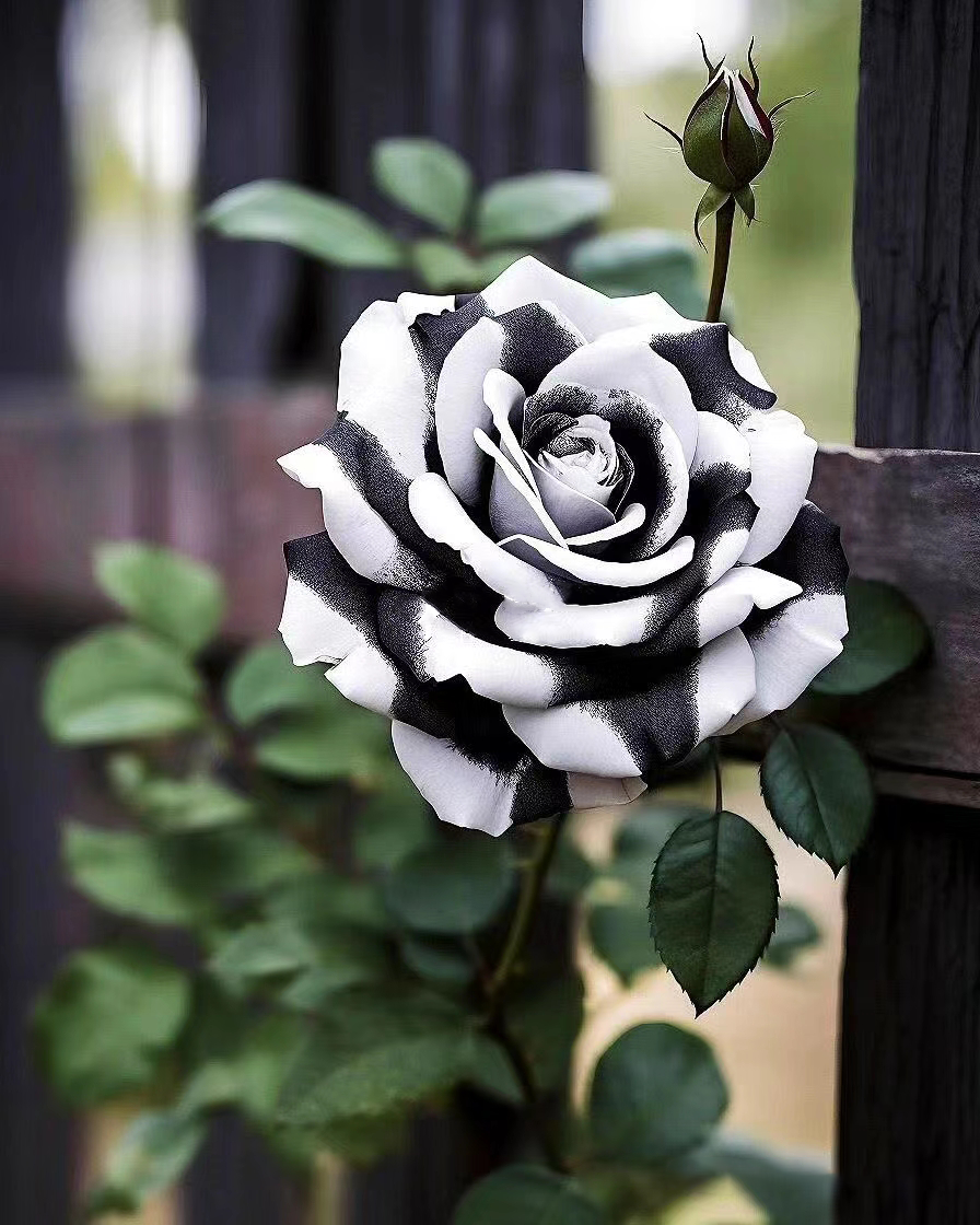 🤍Rare Black and White Twin Roses🖤