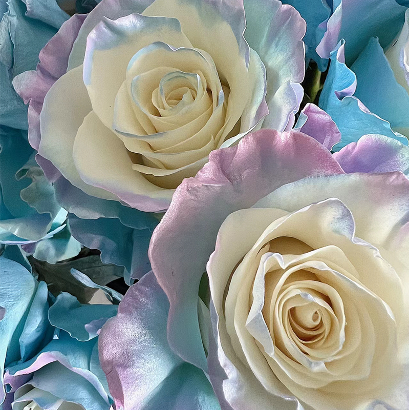 🌹Rare Rose - Fairy Tale-chloriseeds