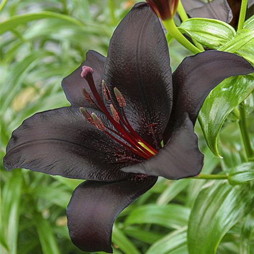 Black Lily: A Proud Black Flower-chloriseeds