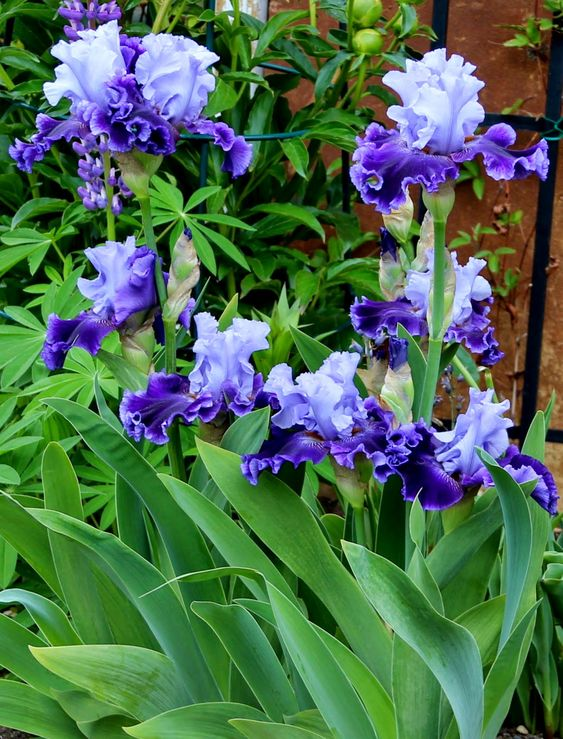 Purple Iris Seeds-chloriseeds