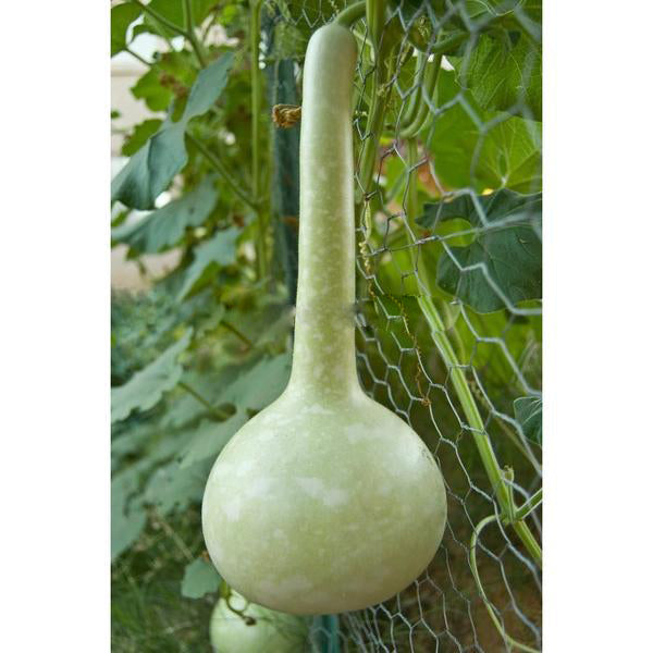 Dipper Gourd Seeds-chloriseeds