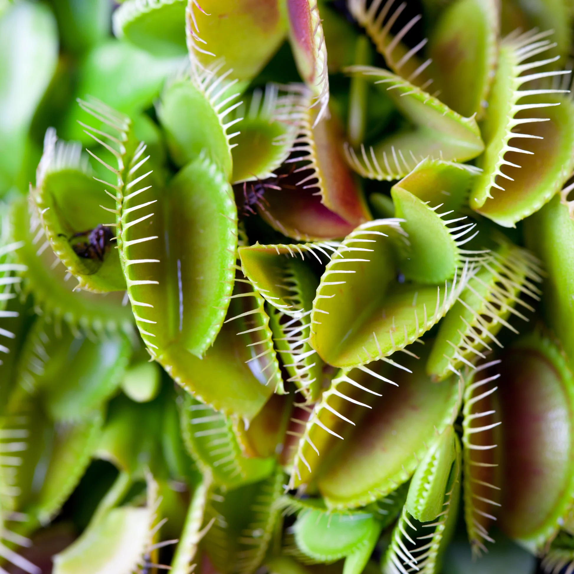 Carnivorous Plants Seeds