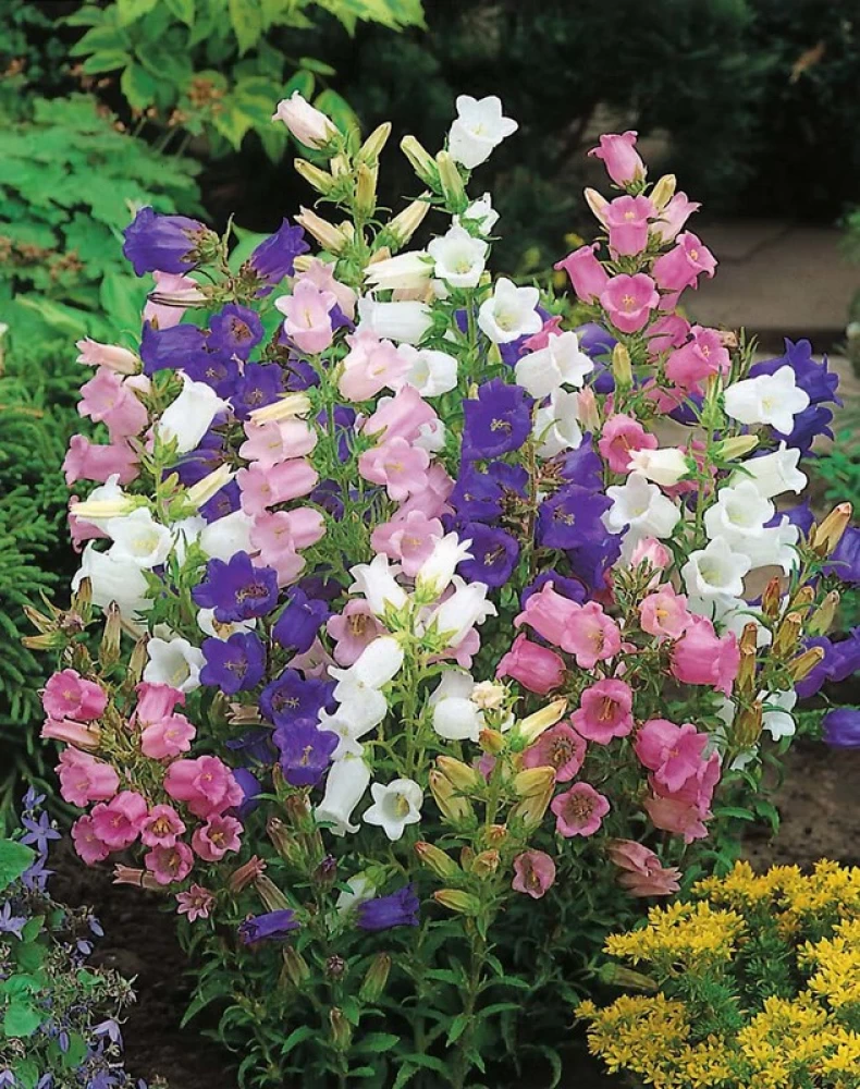 100+ Mix Campanula Bellflowers Seeds Bell Flower Tussock BalloonFlower Plants Home Garden
