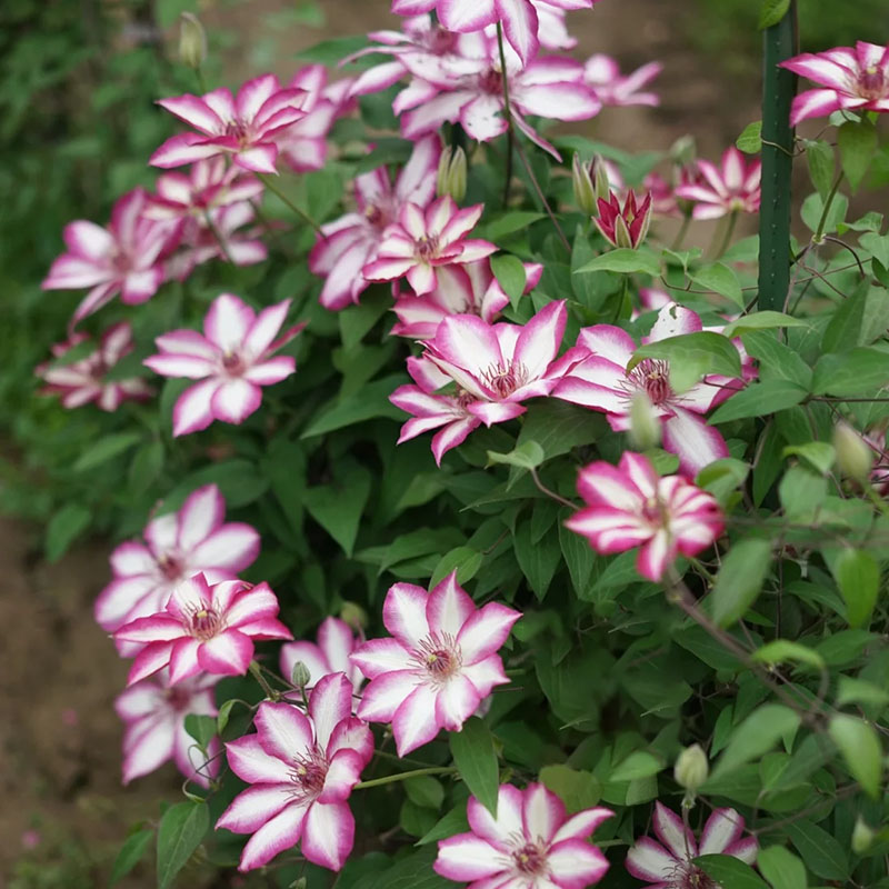 Mixed-Color Climbing Clematis Flower