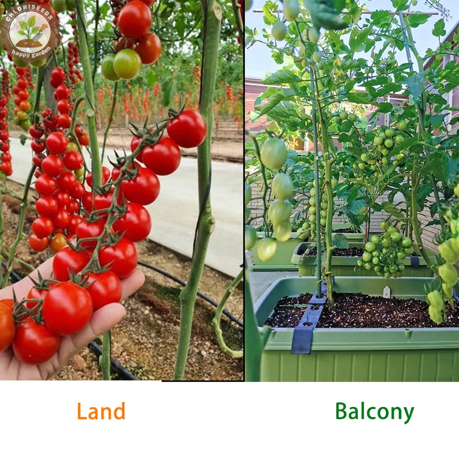 Waterfall Tomatoes Seeds-High Yield