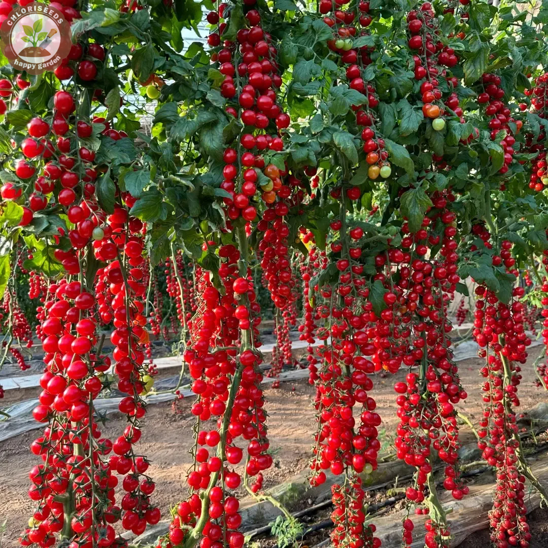 Waterfall Tomatoes Seeds-High Yield