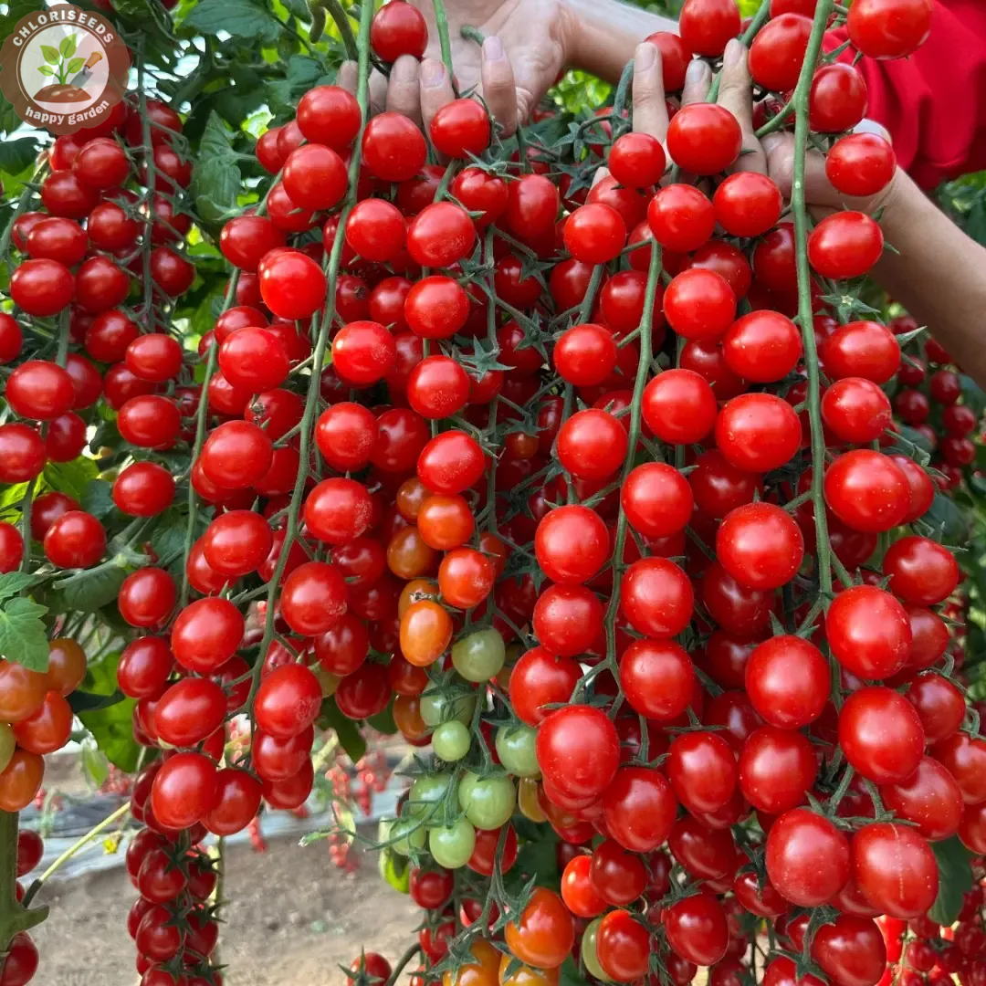 Waterfall Tomatoes Seeds-High Yield