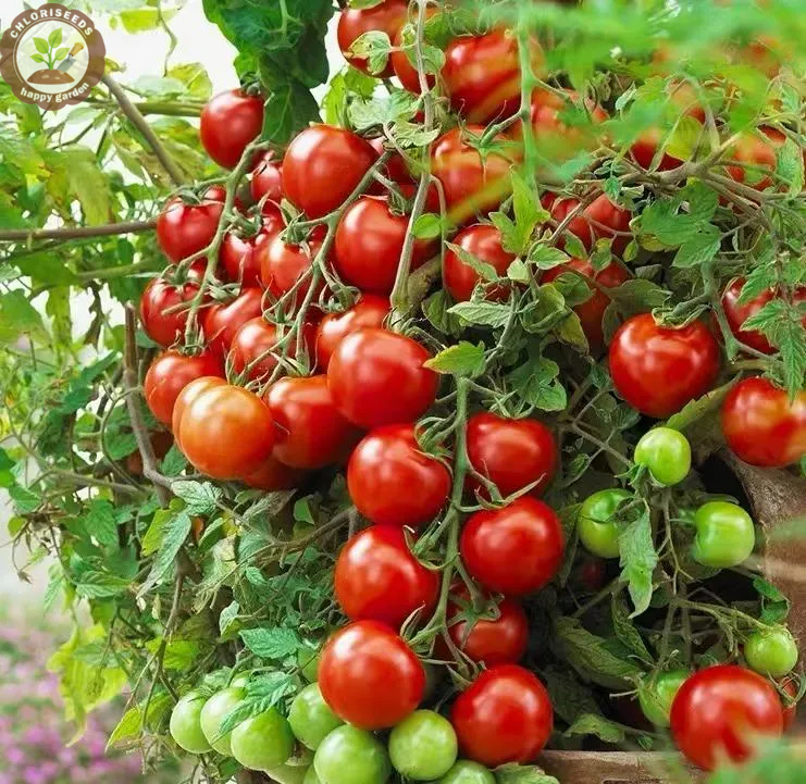Waterfall Tomatoes Seeds-High Yield