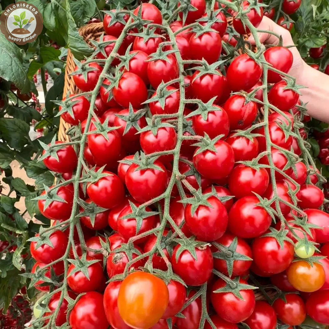 Waterfall Tomatoes Seeds-High Yield