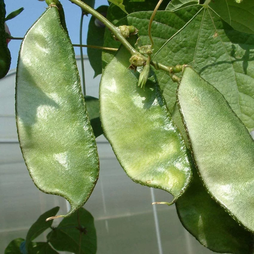 🐷 Pig Ear Bean Seeds