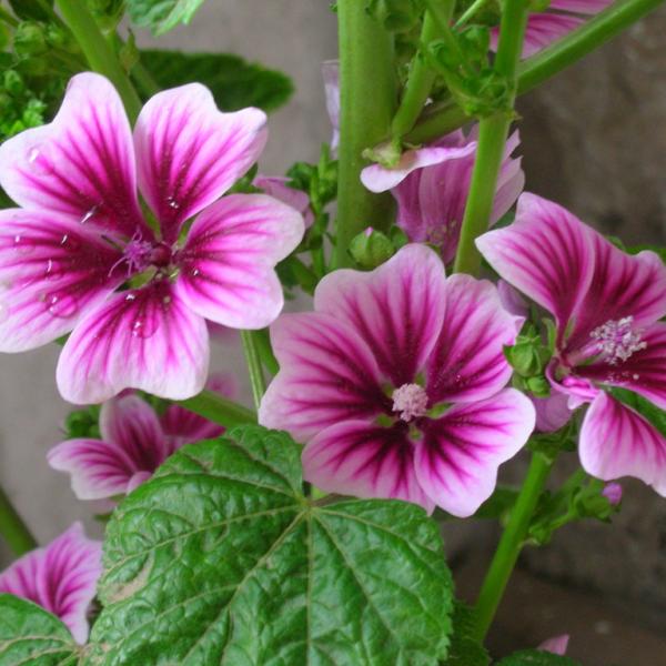 French Mallow Seeds (Malva sylvestris)-chloriseeds