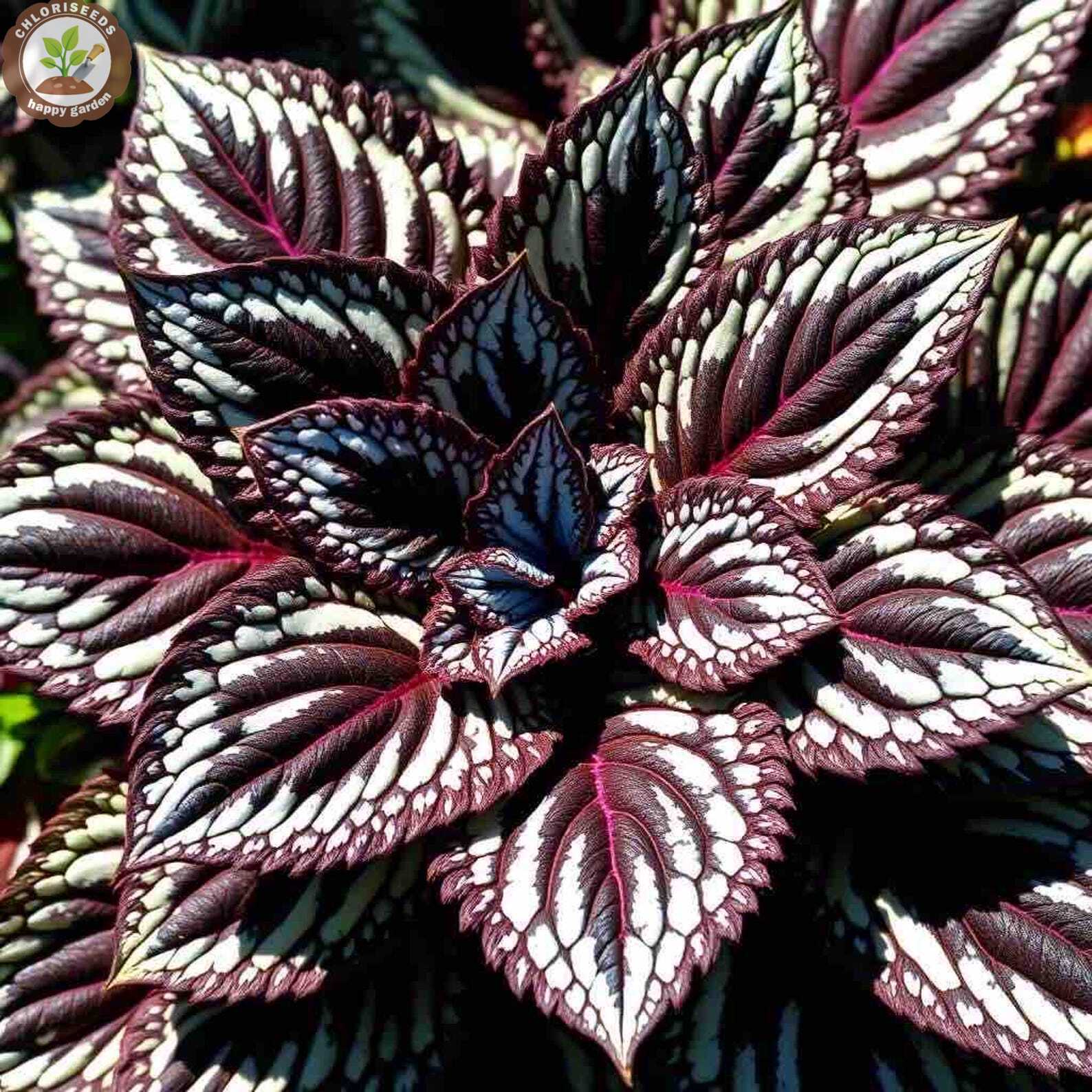 Rare Color Coleus Seeds