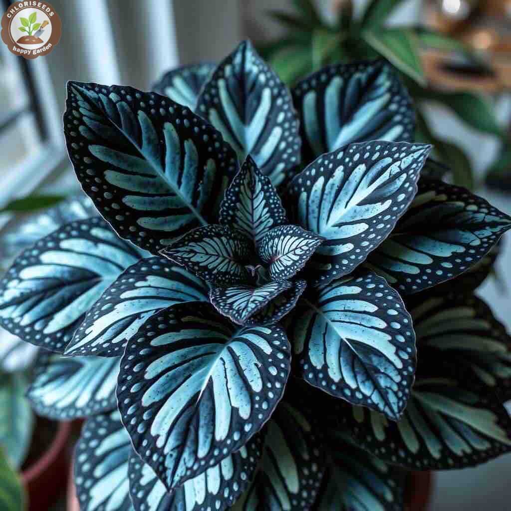 Rare Color Coleus Seeds