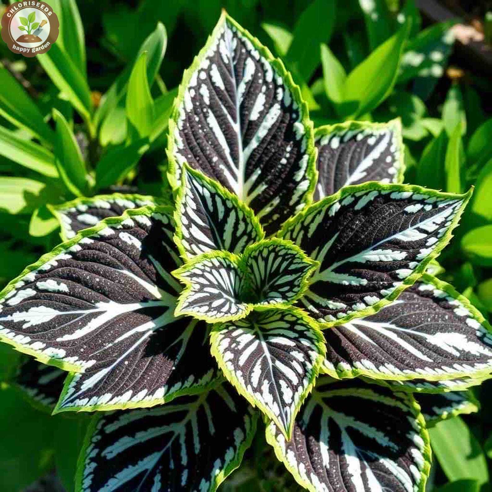 Rare Color Coleus Seeds