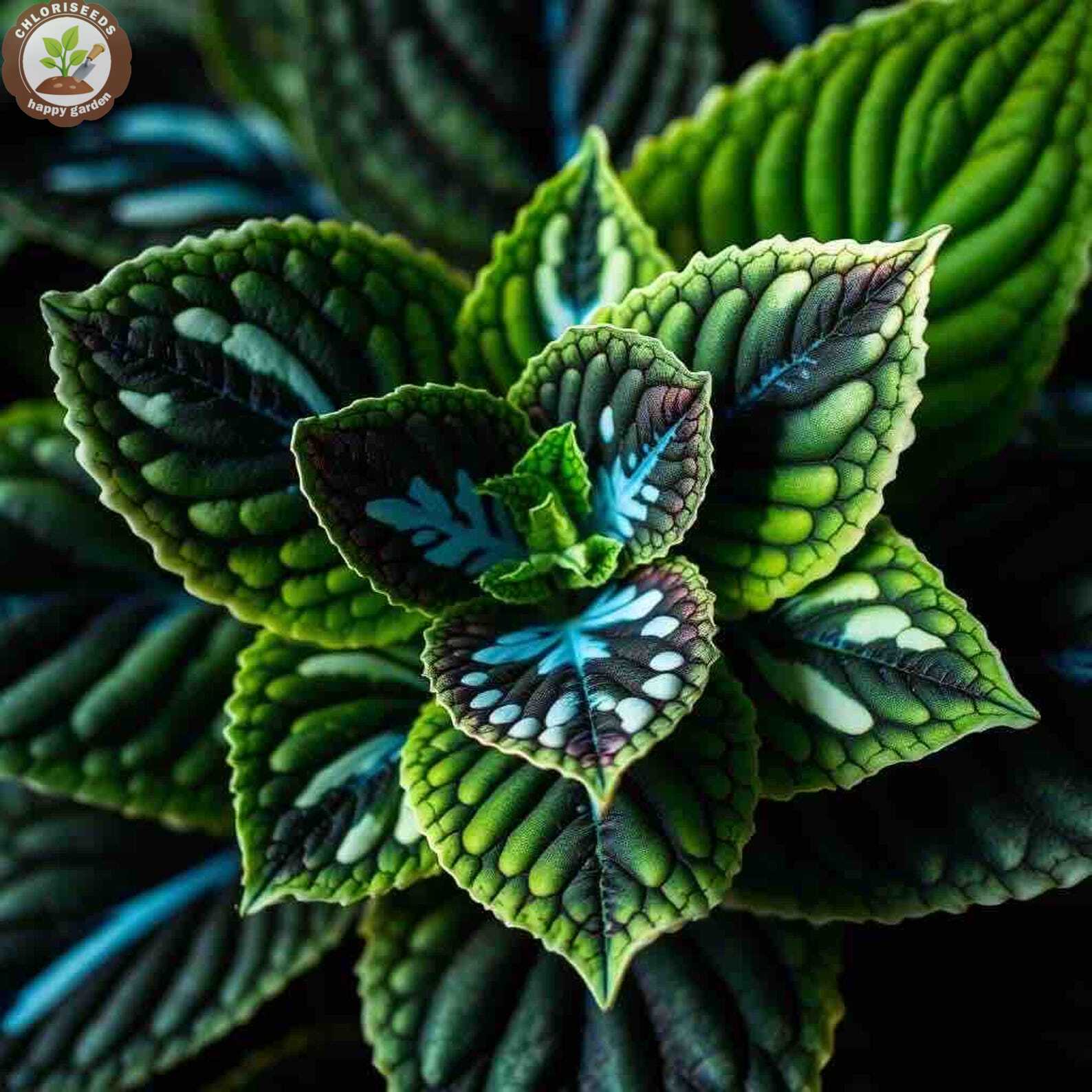 Rare Color Coleus Seeds