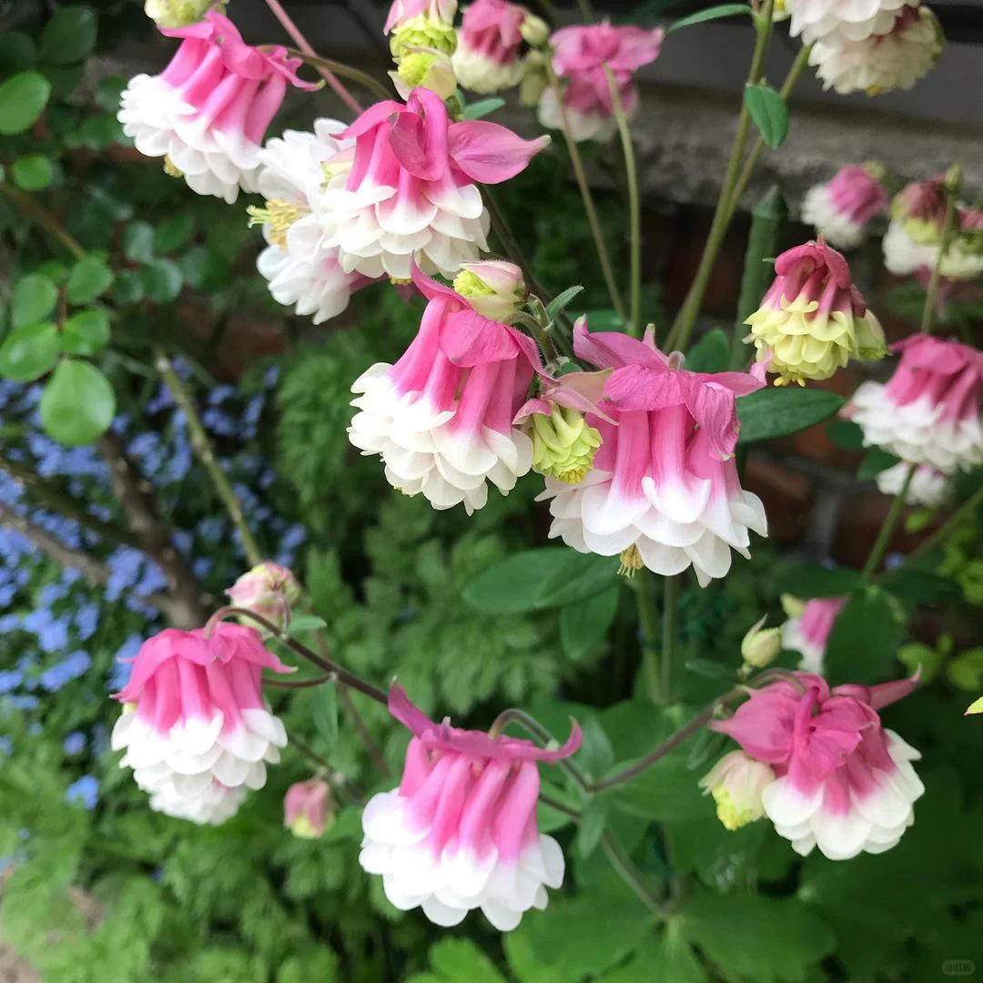 Aquilegia vulgaris 'Double Mix' Seeds