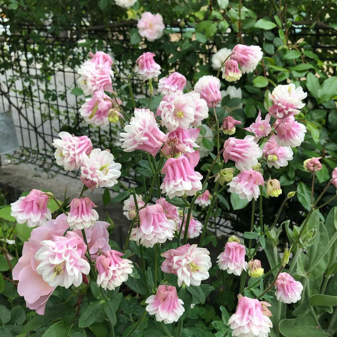 Aquilegia vulgaris 'Double Mix' Seeds