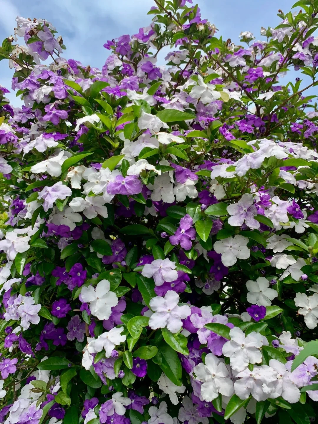 Brunfelsia pauciflora bonodora, Yesterday Today Tomorrow