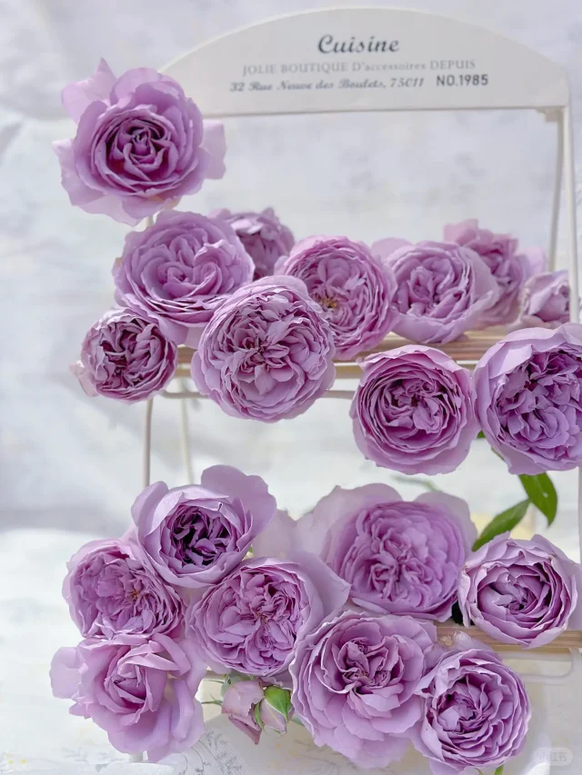 Rare Multi-Color Rose Seeds🌹🎨