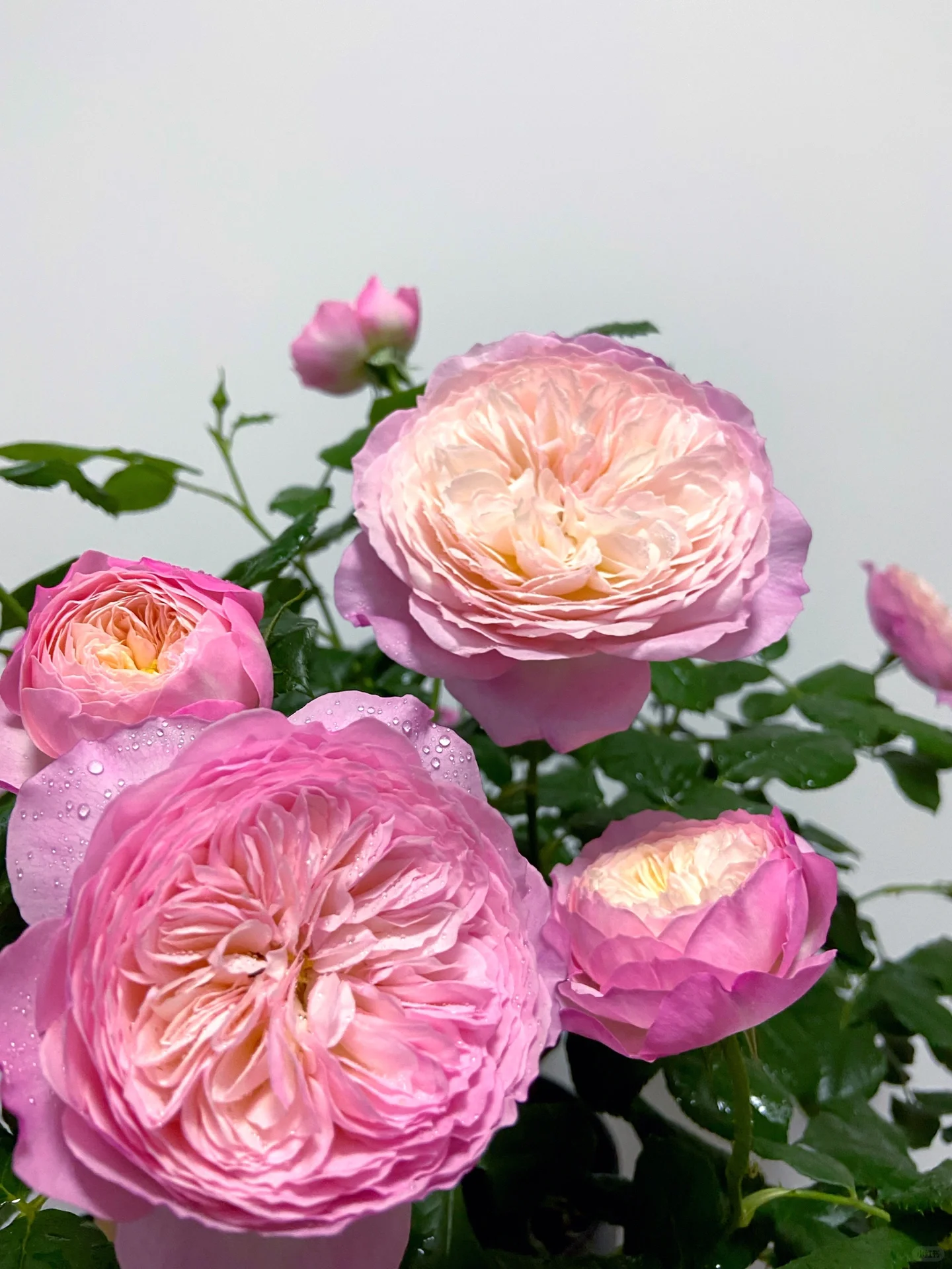 Rare Multi-Color Rose Seeds🌹🎨