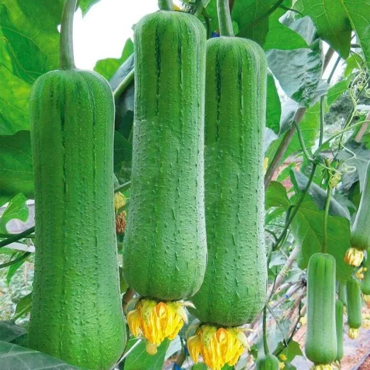 Loofah Seeds, Luffa aegyptica Seeds