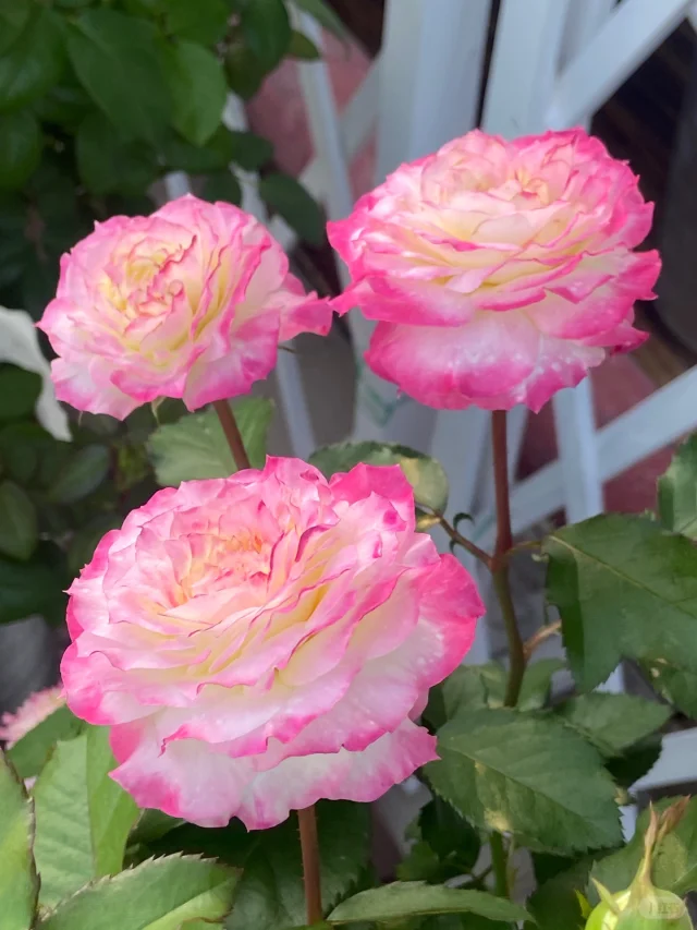 Rare Multi-Color Rose Seeds🌹🎨