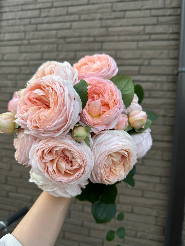 Rare Multi-Color Rose Seeds🌹🎨