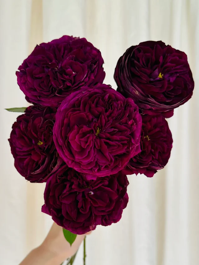 Rare Multi-Color Rose Seeds🌹🎨