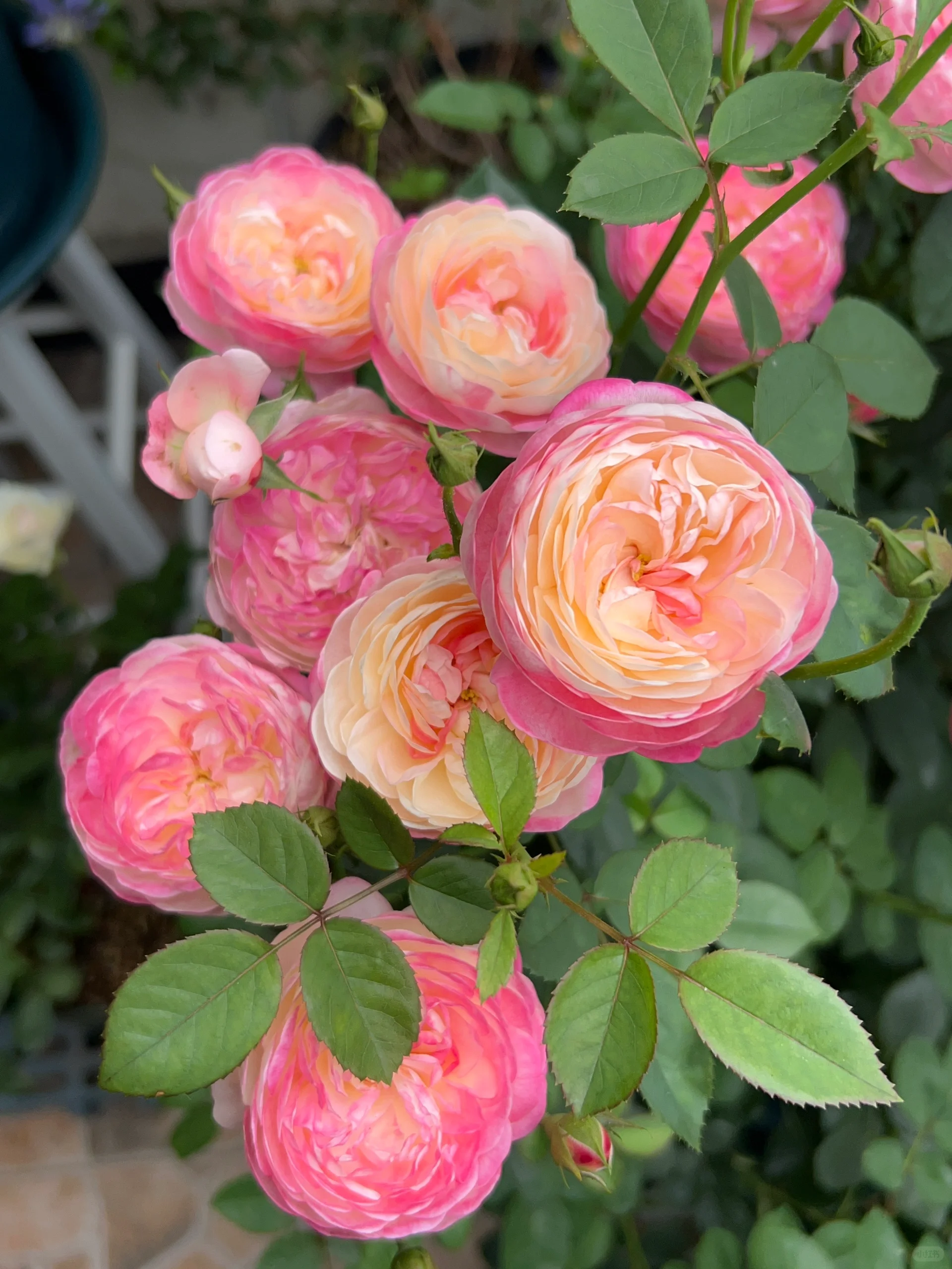 Rare Multi-Color Rose Seeds🌹🎨
